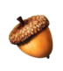  acorn from scrat token, solana memecoin